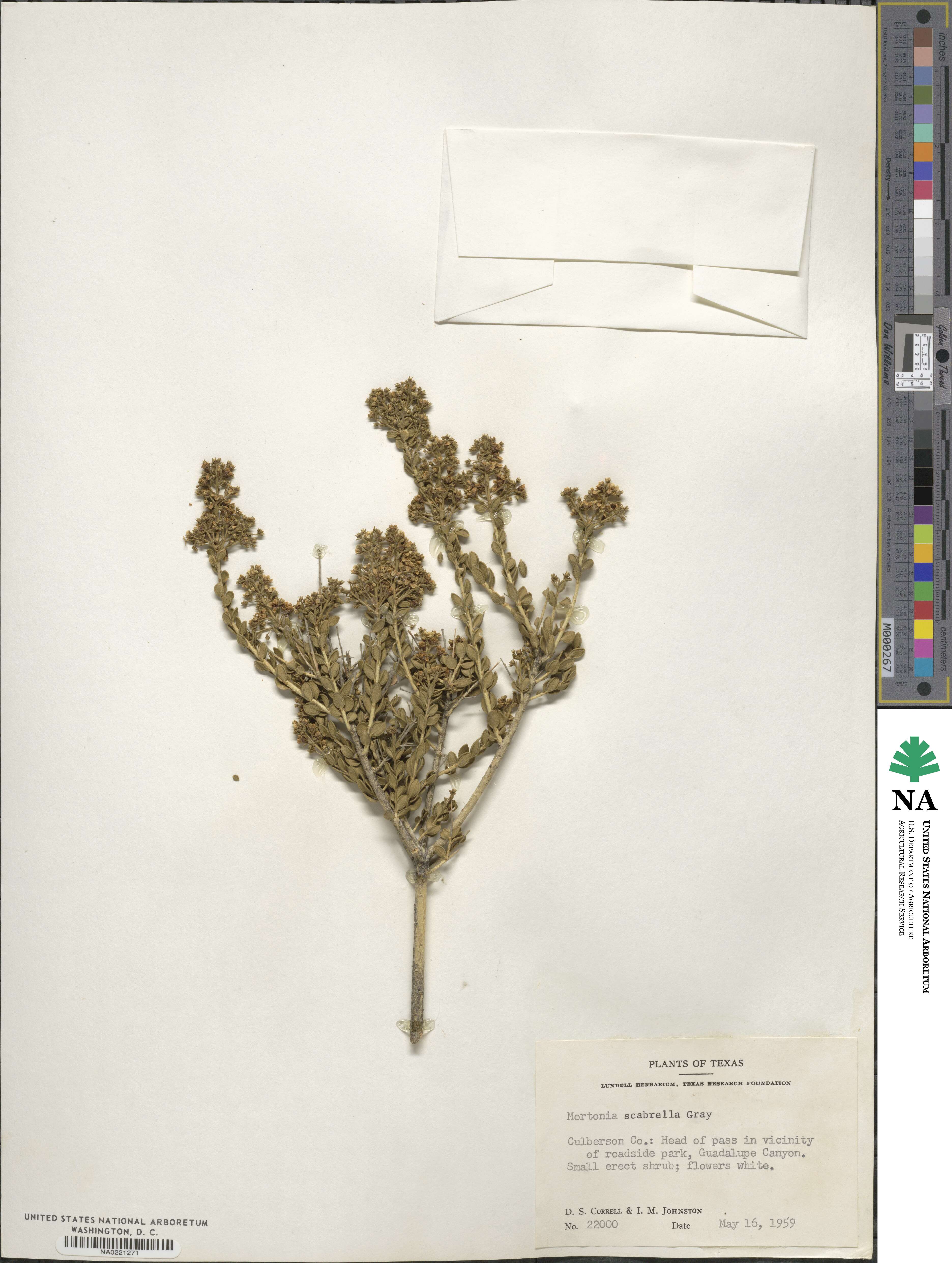 Mortonia scabrella image