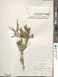 Image of Mortonia sempervirens