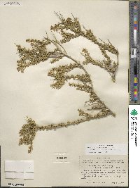 Mortonia sempervirens image