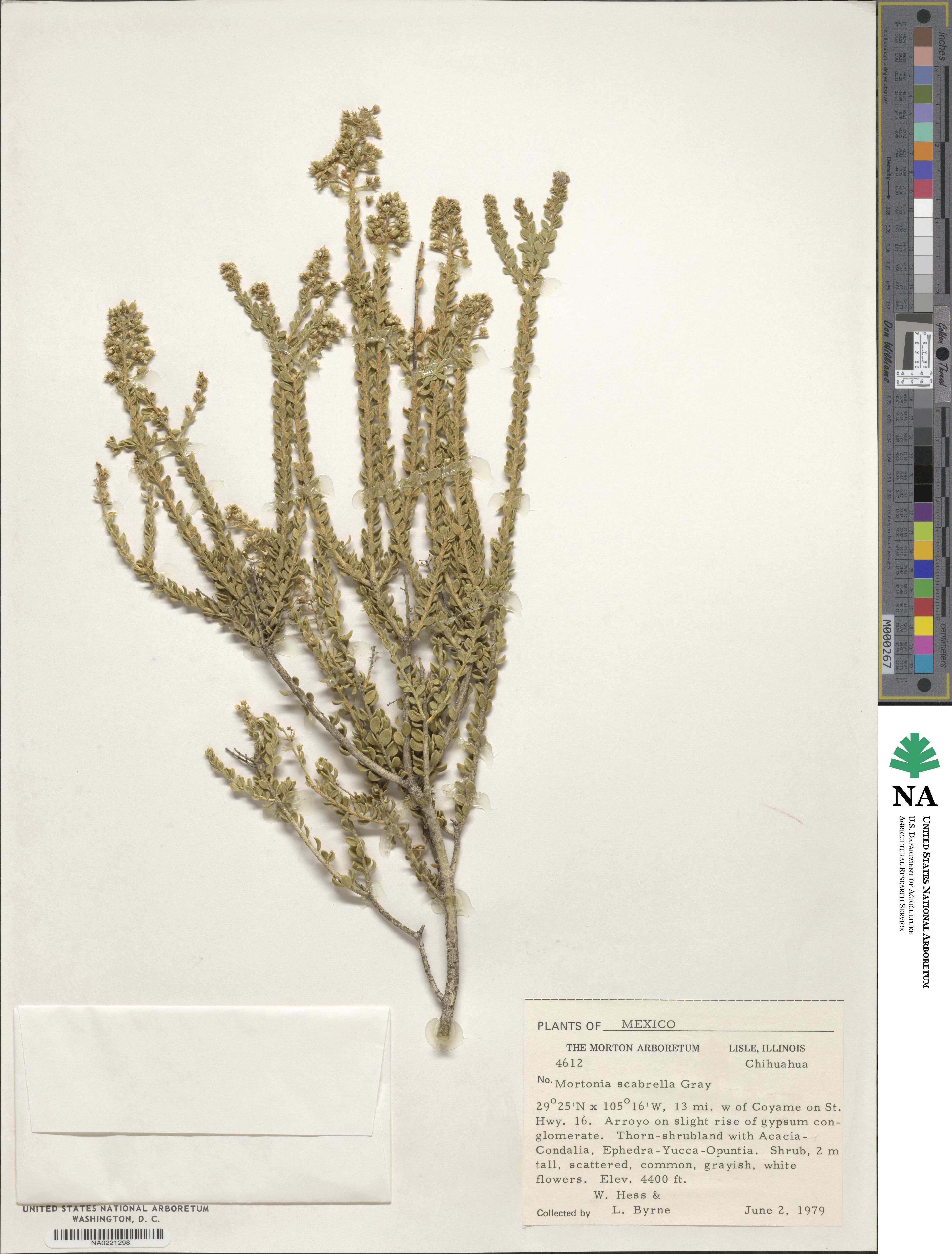 Mortonia scabrella image