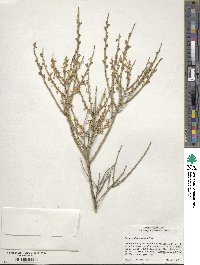 Glossopetalon spinescens image