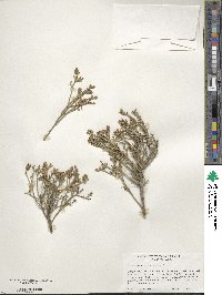 Glossopetalon spinescens var. aridum image