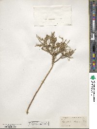 Glossopetalon spinescens image