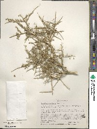 Glossopetalon spinescens var. aridum image