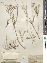 Glossopetalon spinescens image