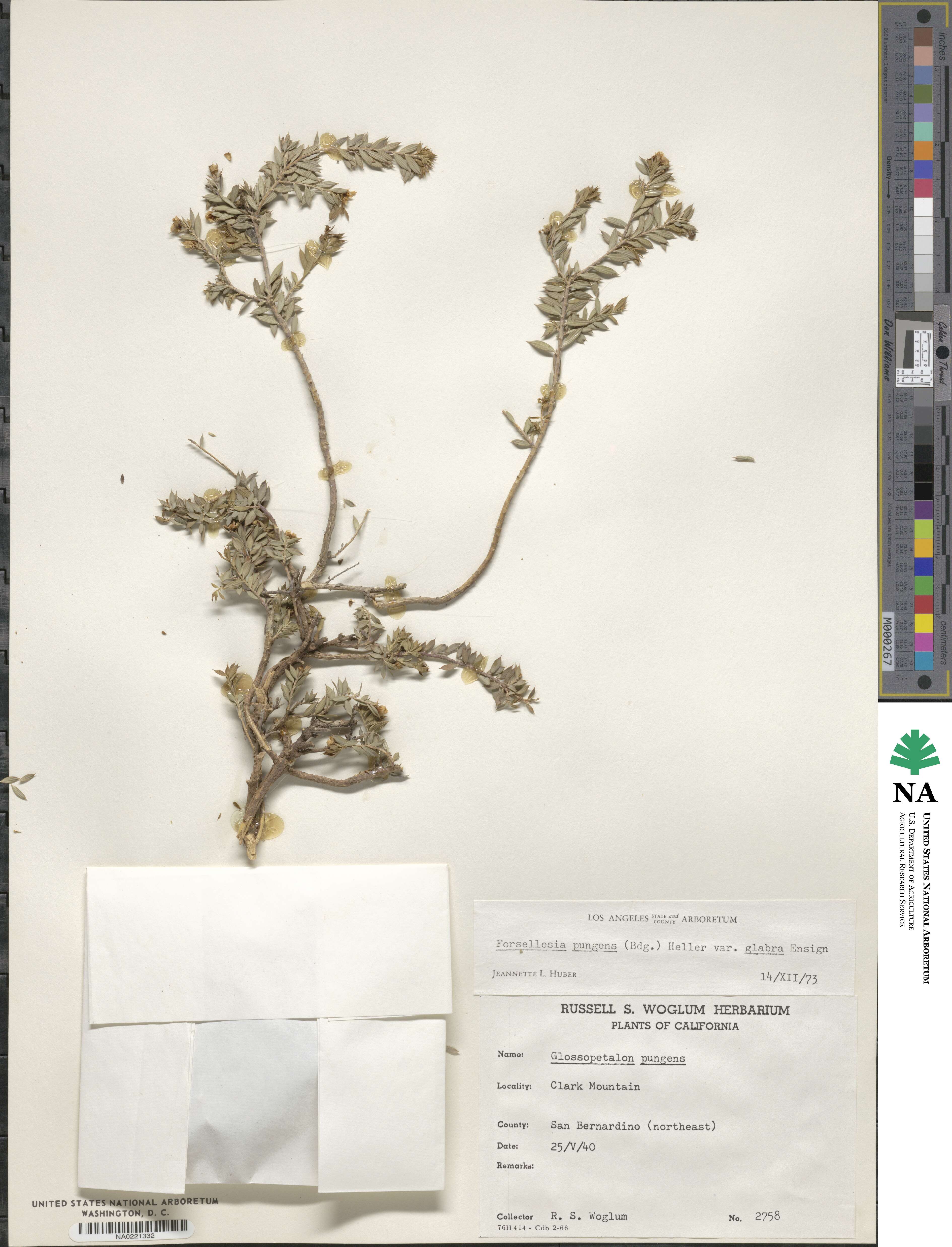 Forsellesia pungens var. glabra image