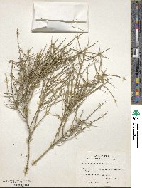 Glossopetalon spinescens image