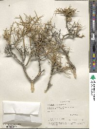 Glossopetalon spinescens image