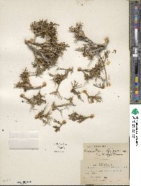 Glossopetalon spinescens image