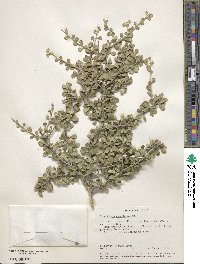 Schaefferia cuneifolia image