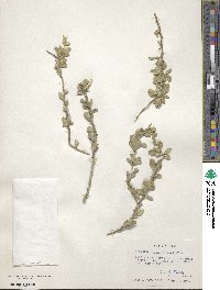 Schaefferia cuneifolia image