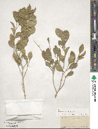 Image of Schaefferia frutescens