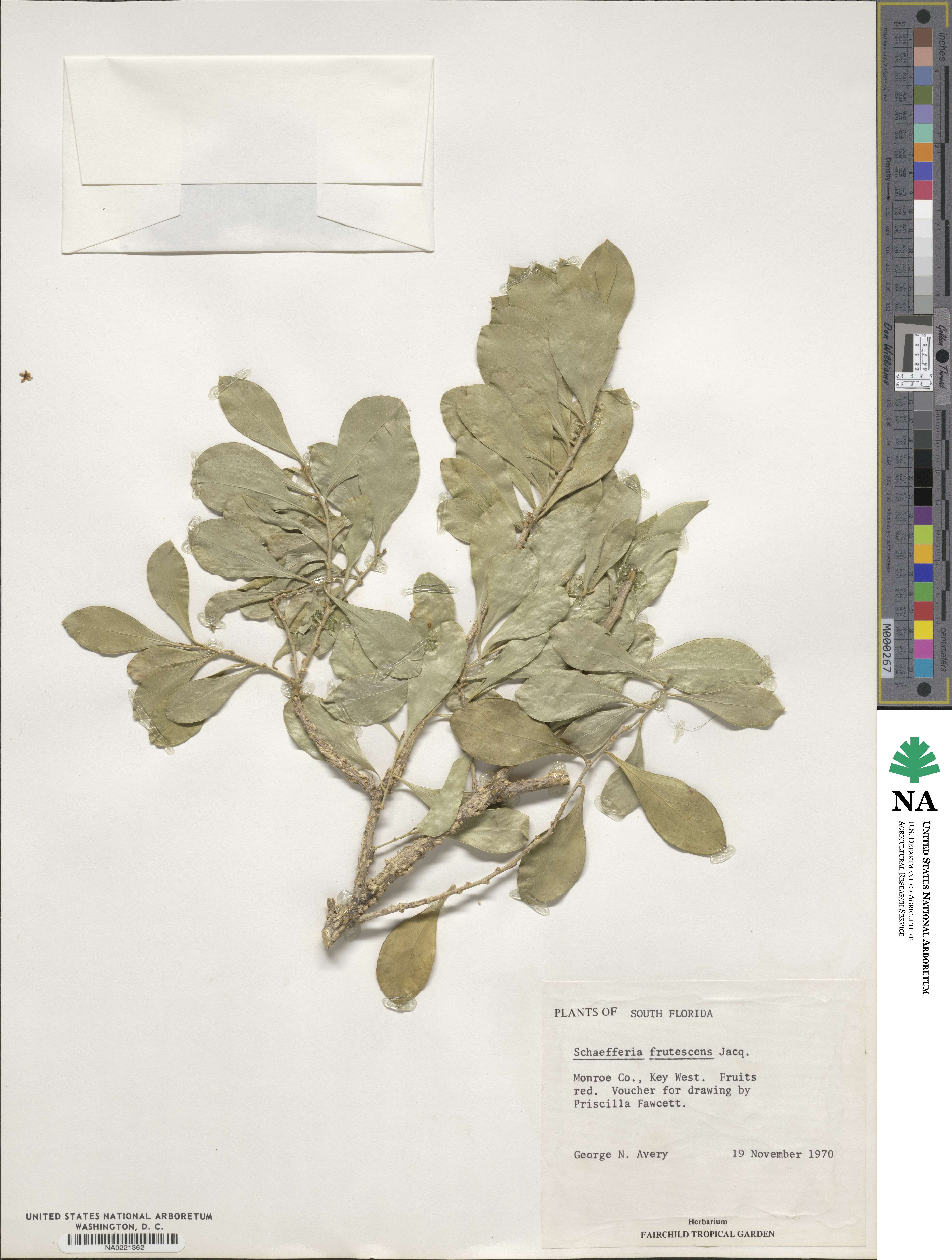 Schaefferia frutescens image
