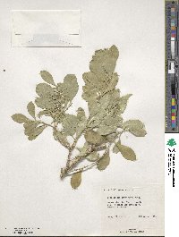 Schaefferia frutescens image