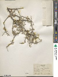 Schaefferia cuneifolia image