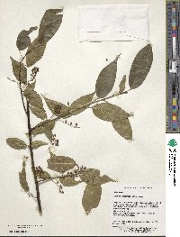 Perrottetia racemosa image