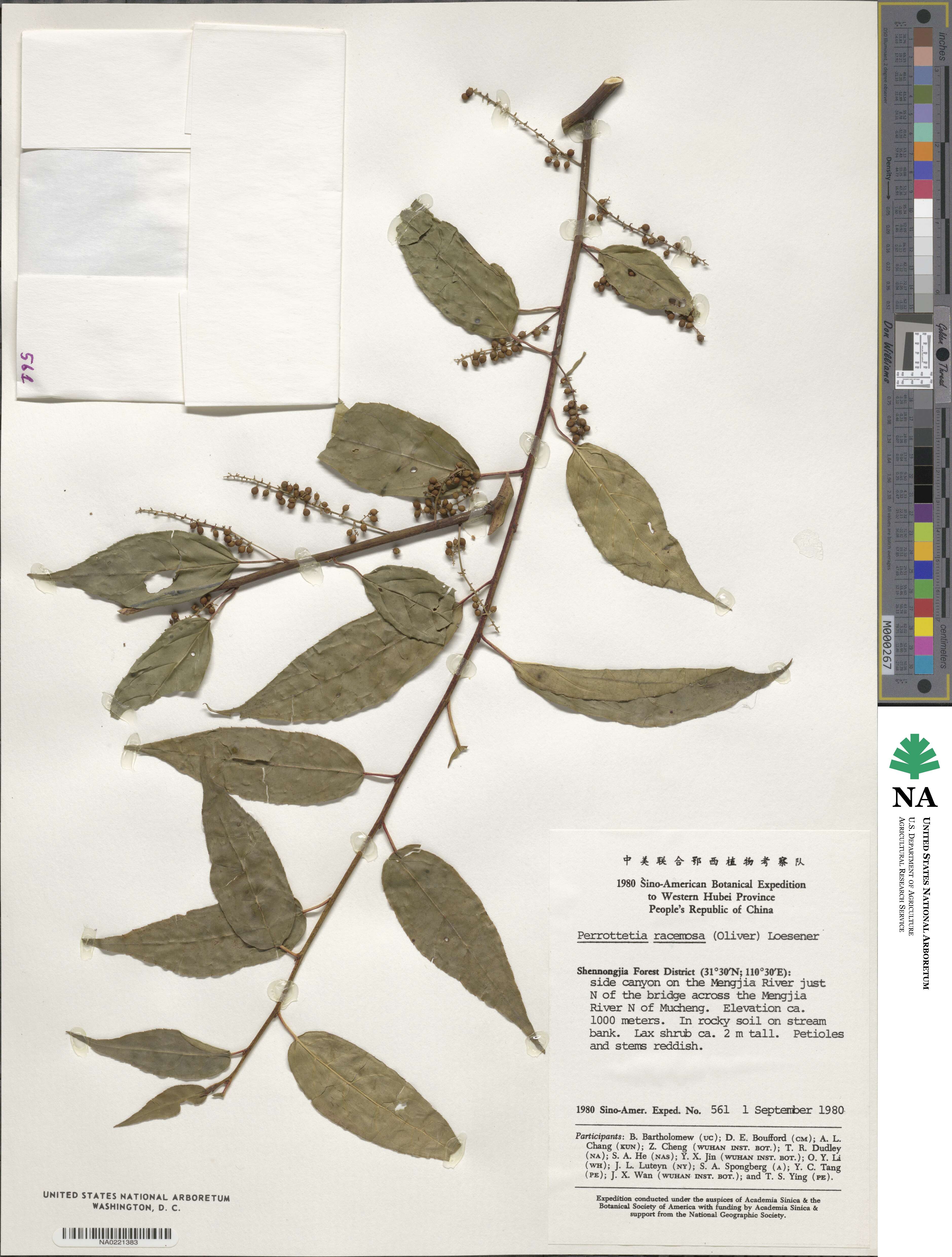 Perrottetia racemosa image