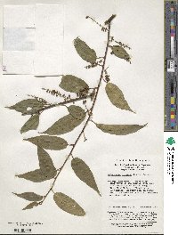 Perrottetia racemosa image