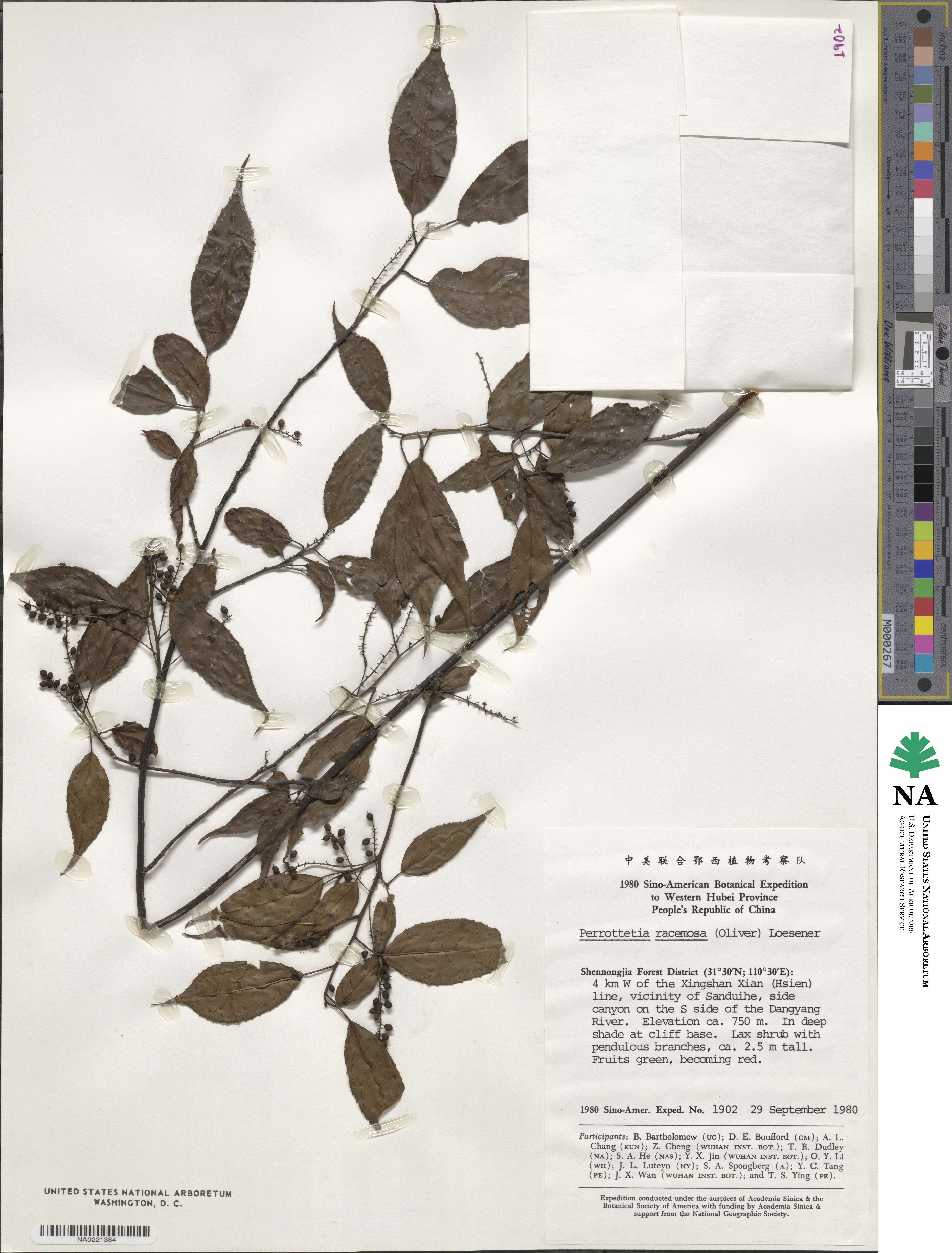 Perrottetia racemosa image