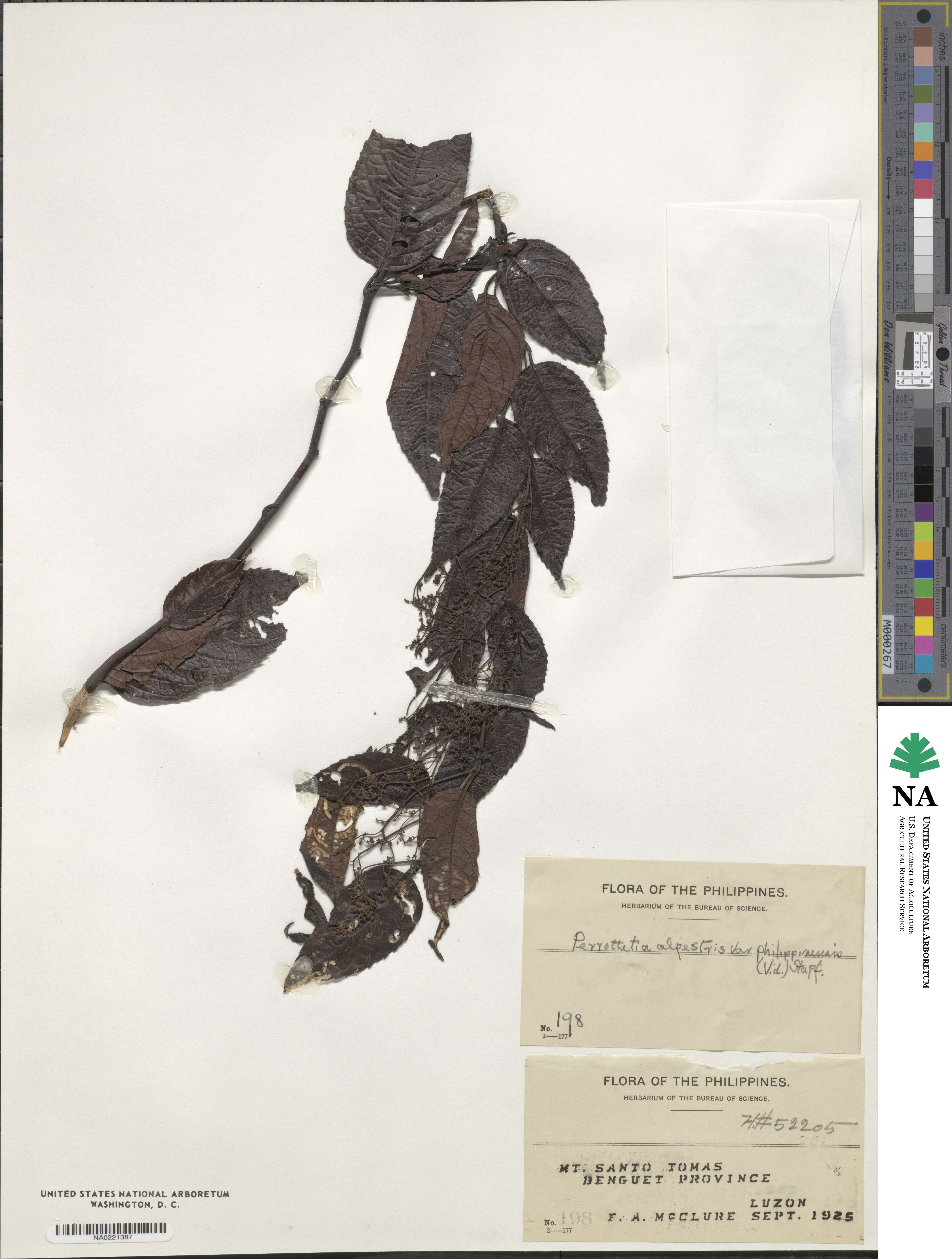 Perrottetia alpestris subsp. philippinensis image