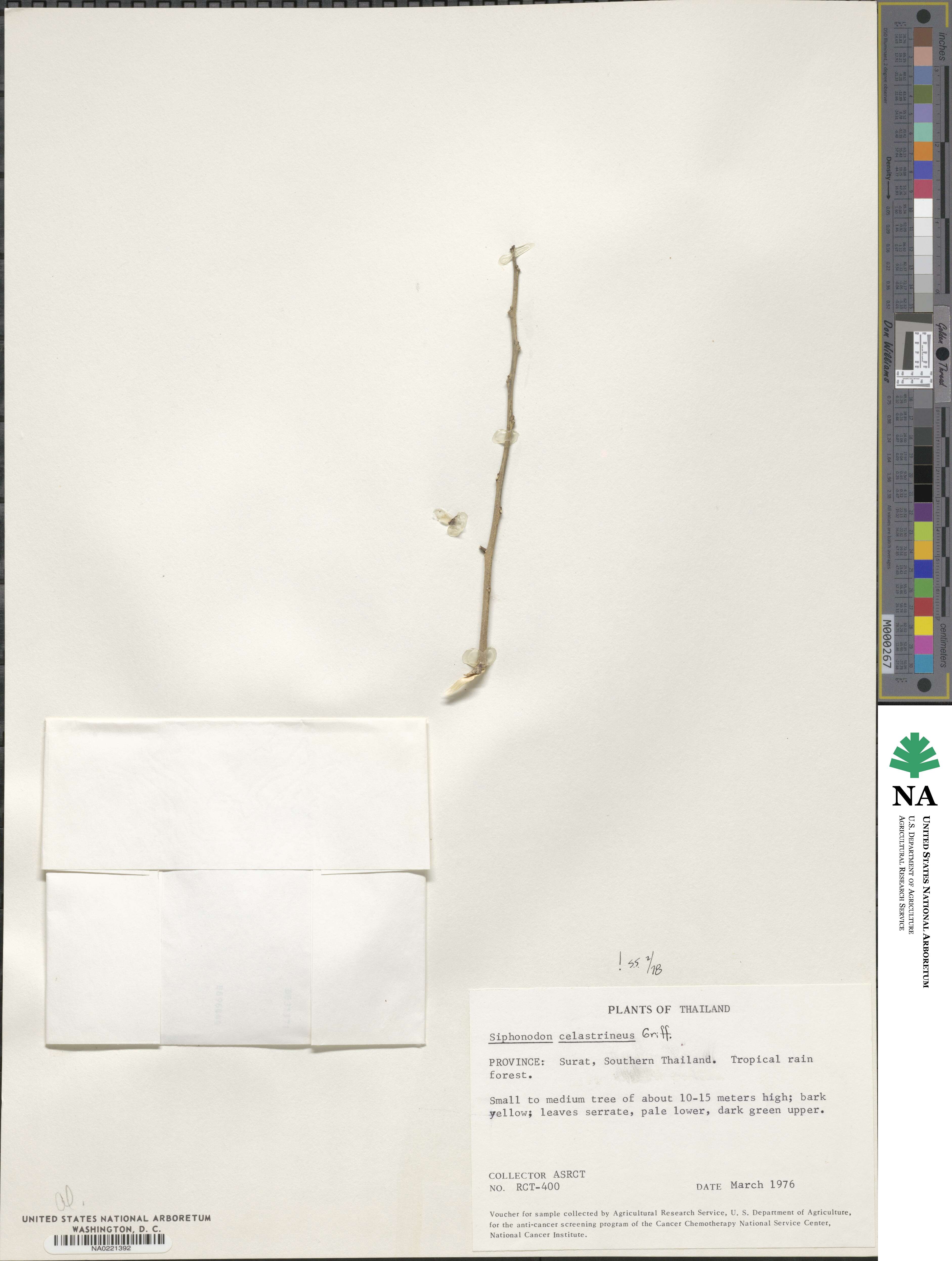 Siphonodon celastrineus image
