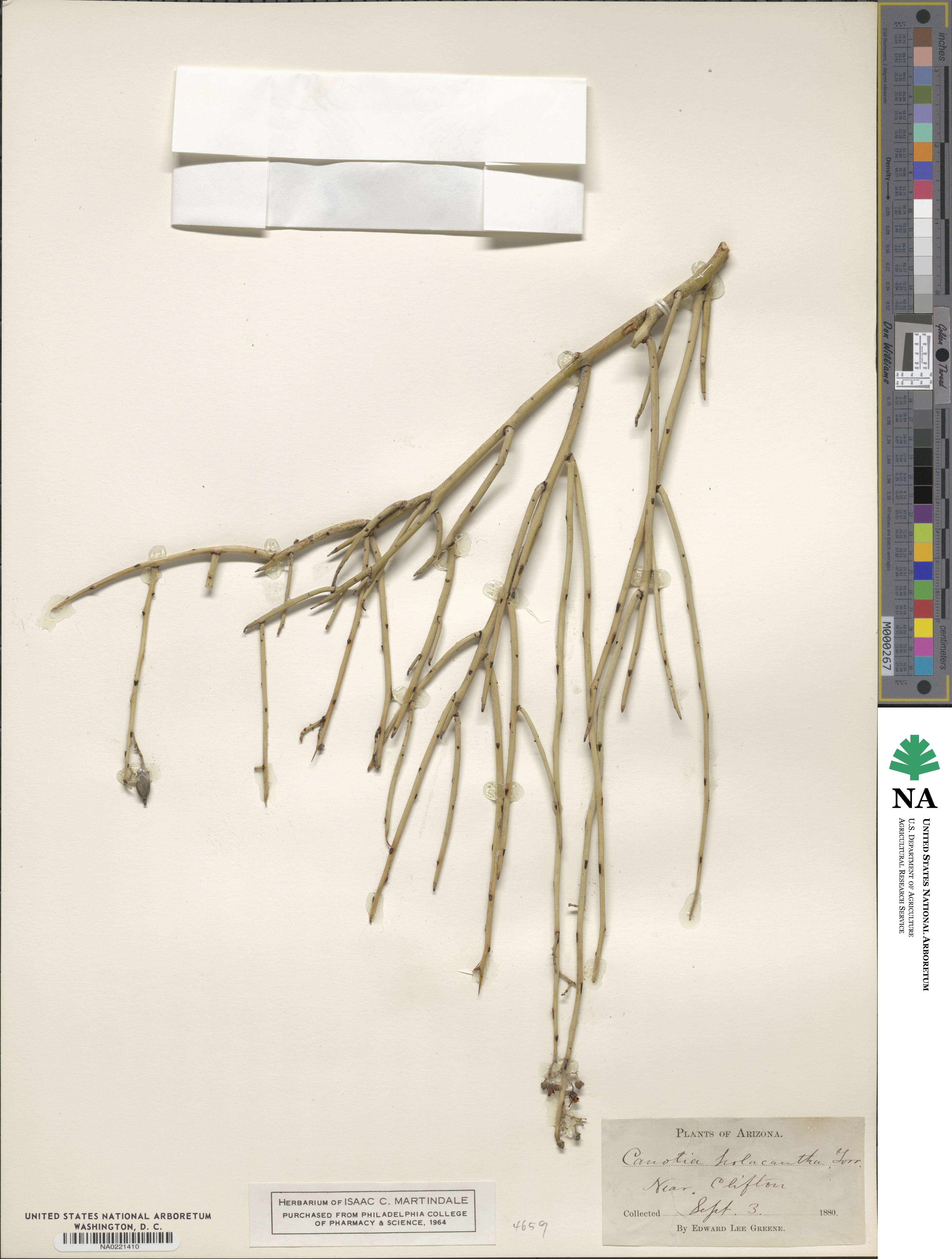 Canotia holacantha image