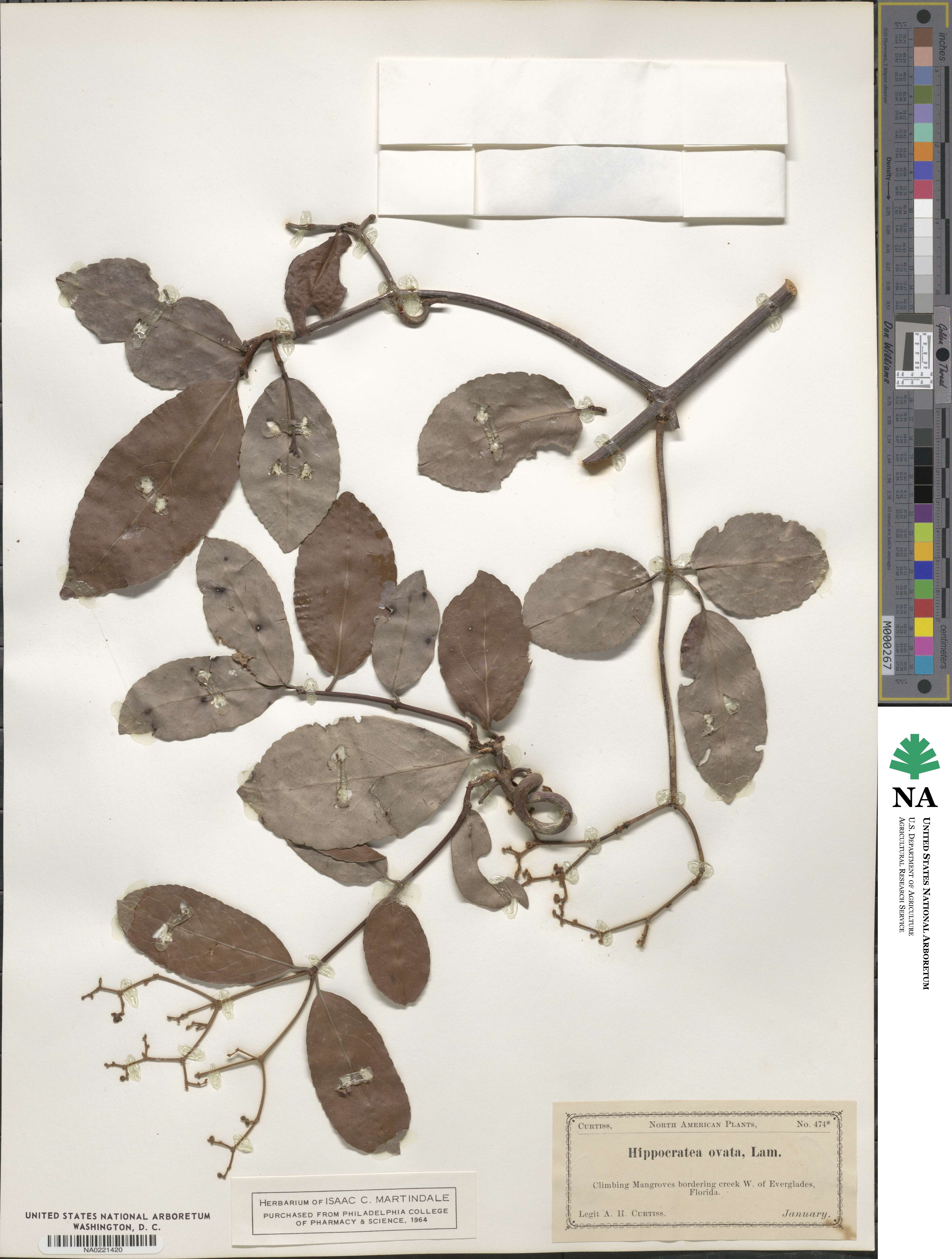 Hippocratea image