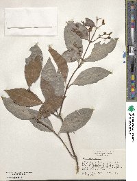 Hippocratea volubilis image