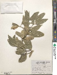 Pristimera celastroides image