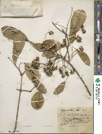 Pristimera celastroides image