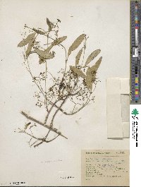 Pristimera celastroides image