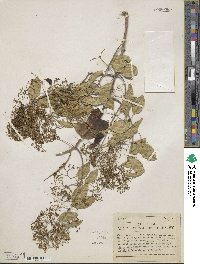 Pristimera celastroides image