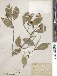 Pristimera celastroides image