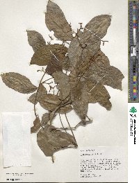 Hippocratea volubilis image