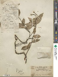 Image of Hippocratea obtusifolia