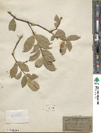 Hippocratea obtusifolia image