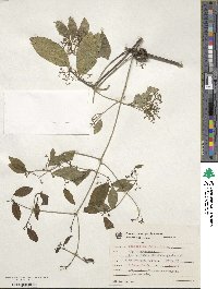 Pristimera celastroides image