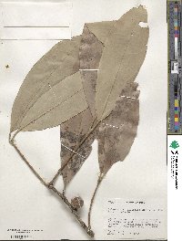 Salacia elliptica image