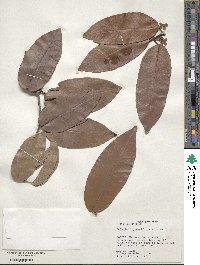 Image of Salacia impressifolia