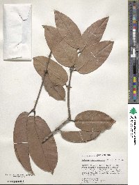 Salacia impressifolia image