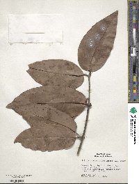 Salacia impressifolia image