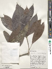 Image of Salacia opacifolia