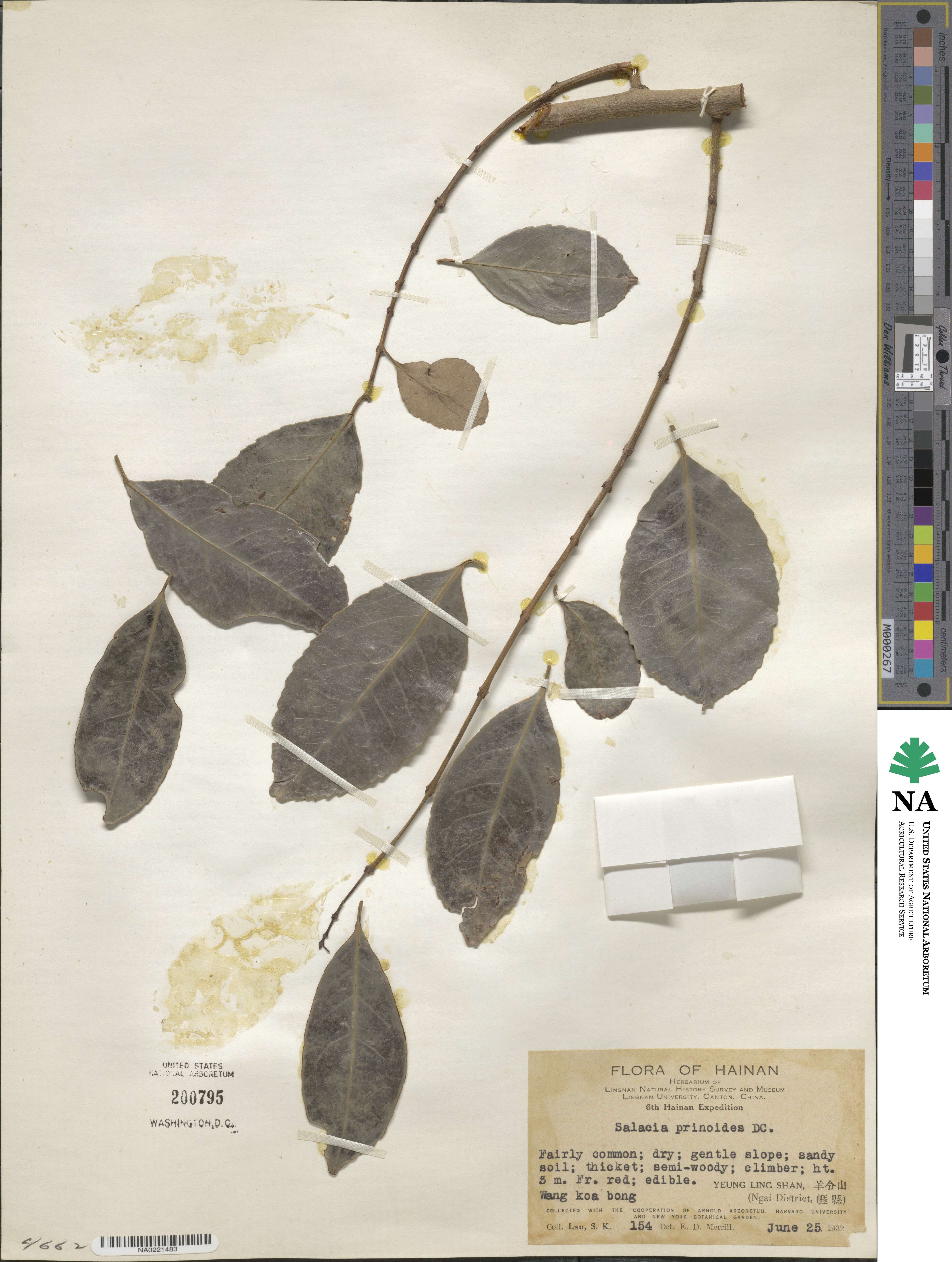 Salacia chinensis image