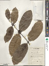 Salacia erecta image