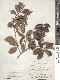 Image of Salacia madagascariensis