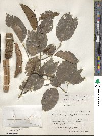 Salacia madagascariensis image