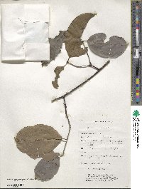 Salacia chinensis image