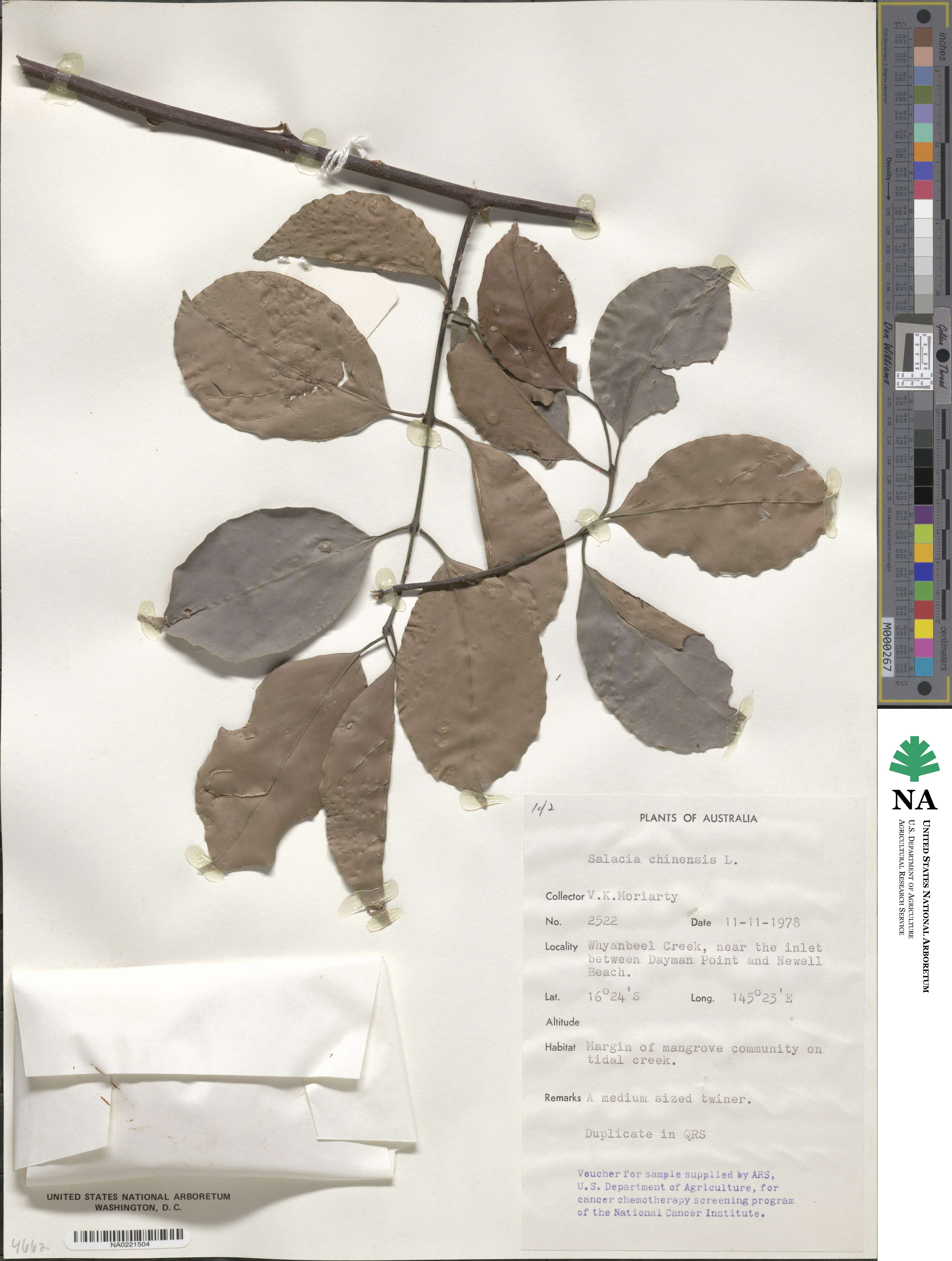 Salacia chinensis image