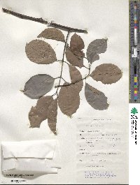 Salacia chinensis image