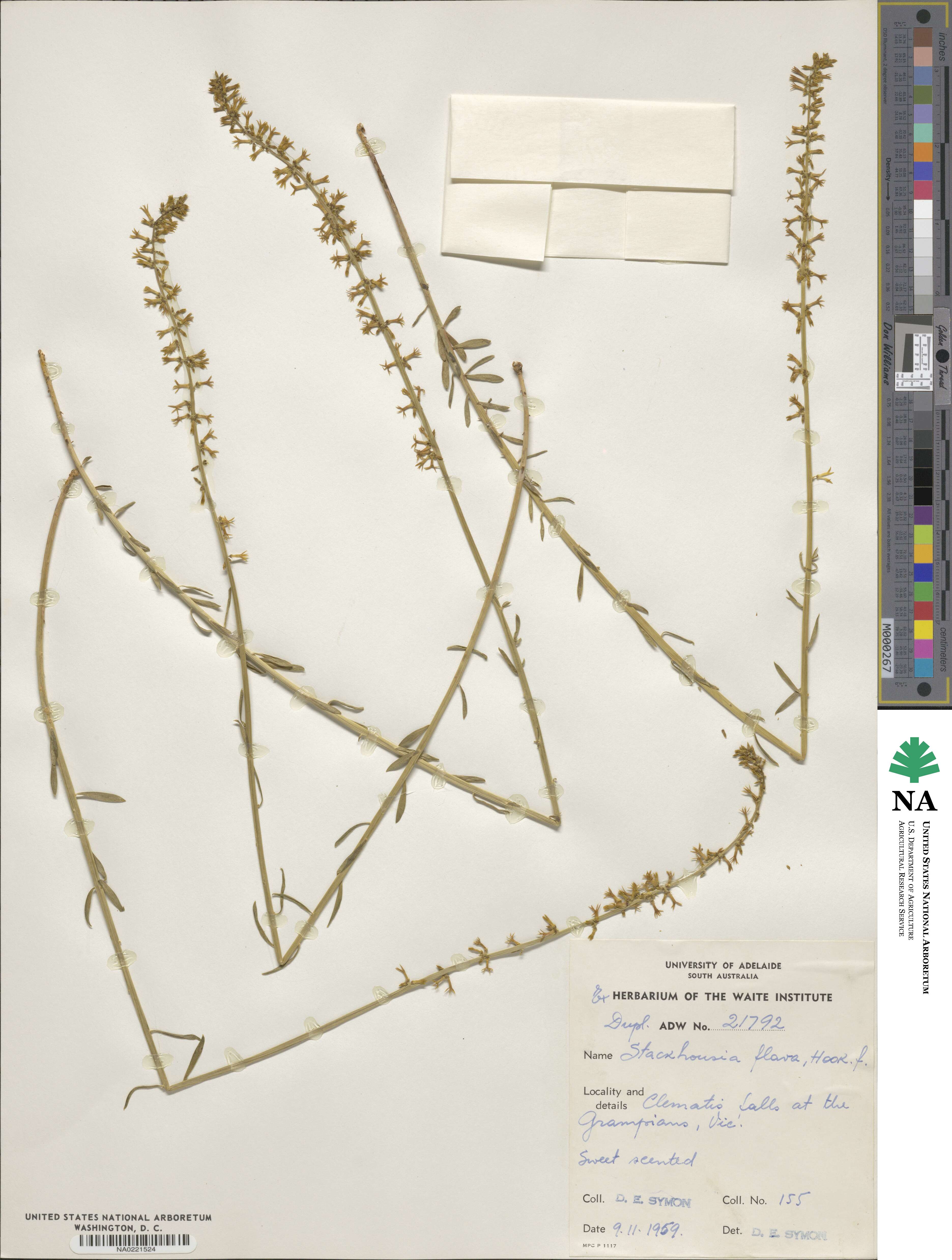 Stackhousia viminea image